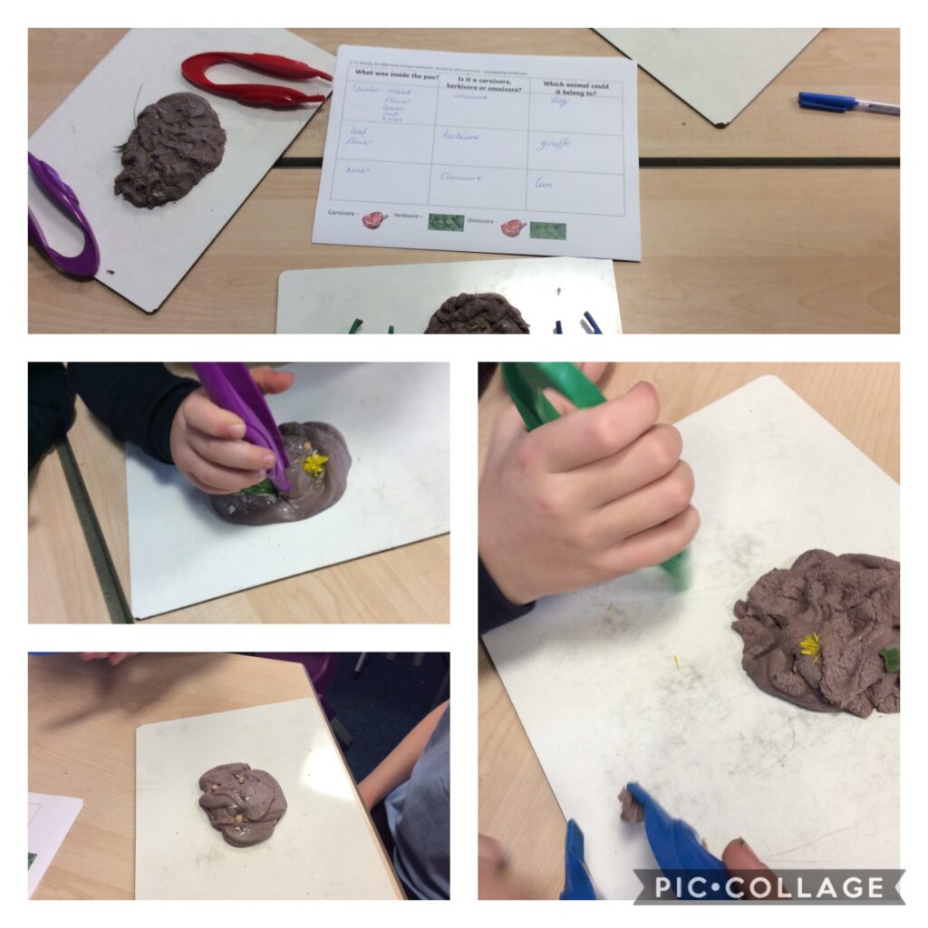 Animal Investigation