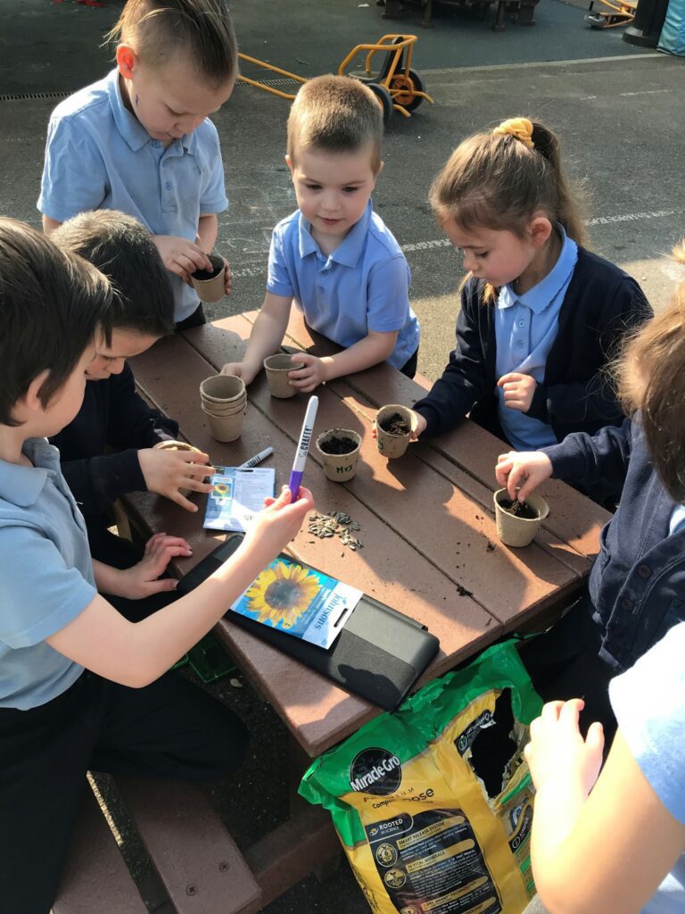 Planting sunflower seeds